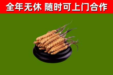 顺庆回收散虫草