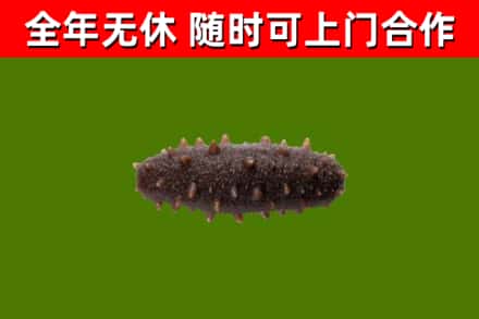 顺庆回收海参干